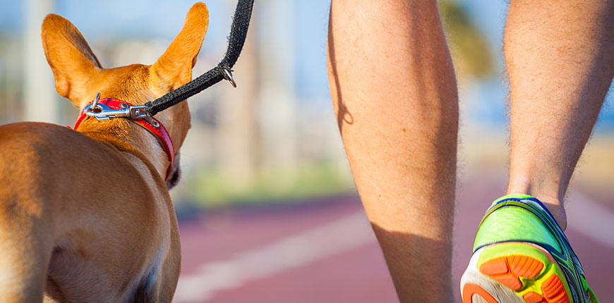 A justificativa para passear com seu cachorro